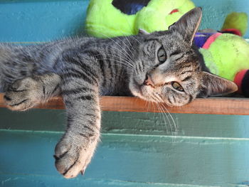 Close-up of tabby cat lying down