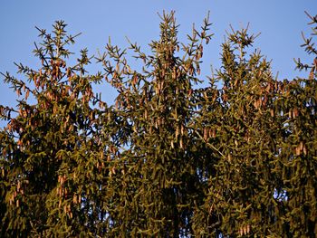 Low angle view of trees against clear sky