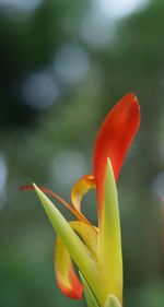 Close-up of red flower