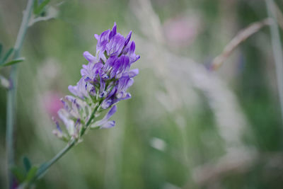 Close-up of purple flowering plant