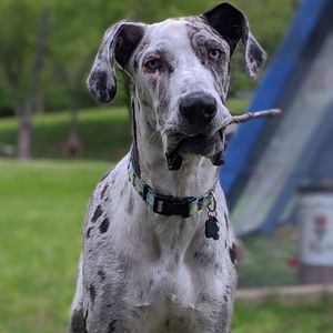 Close-up portrait of a dog