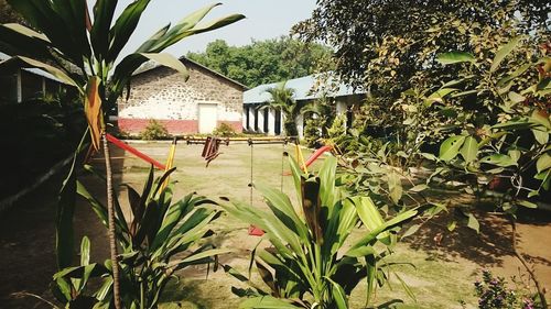 Plants and trees against sky