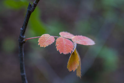 Close-up of red leaves on plant during autumn