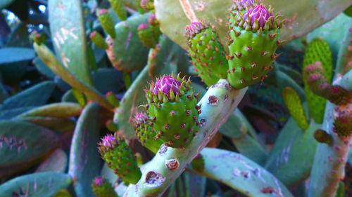 Cactuses at park