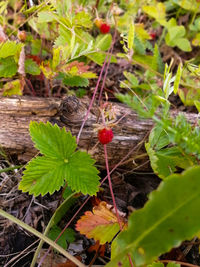 Close-up of fruits growing on plant