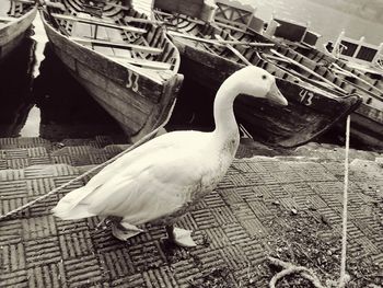 Close-up of birds in water