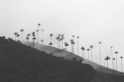 Scenic view of trees against clear sky