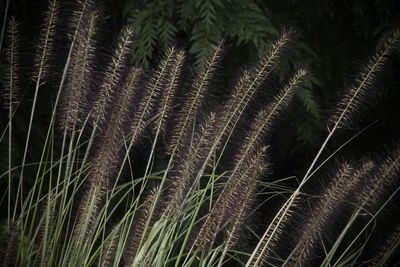 plant