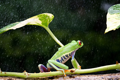 Close-up of a duck in a water
