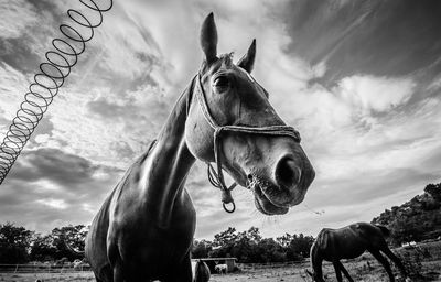 Horse on field against cloudy sky