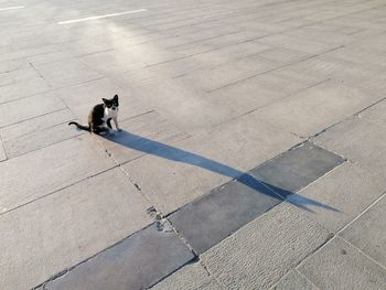 High angle view of dog walking on footpath