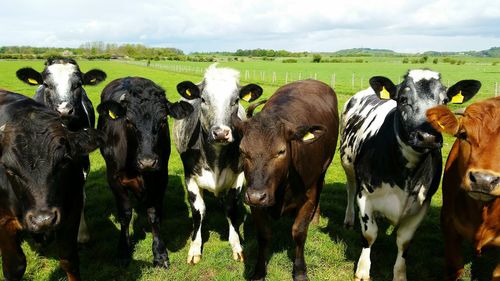 Cows grazing on grassy field