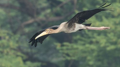 Close-up of painted stork flying at sultanpur national park