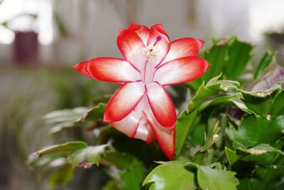 Close-up of red flowering plant