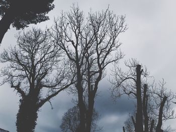 Low angle view of bare tree against sky