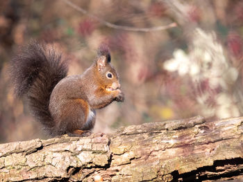 Close-up of squirrel