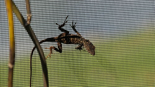 Low angle view of insect on window