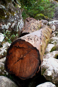 High angle view of logs on rock