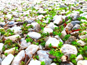 Full frame shot of plants on field