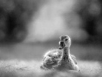 Close-up of a goose on field