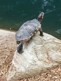 High angle view of turtle on rock by lake