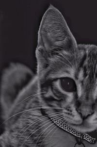 Close-up portrait of a cat