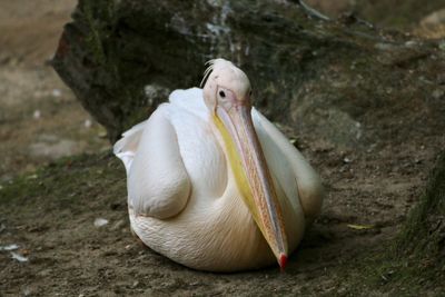 Close-up of pelican on rock