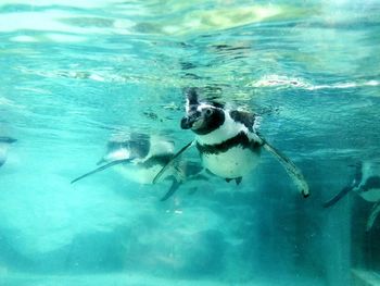 Dog swimming in pool