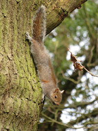 Close-up of squirrel on tree trunk