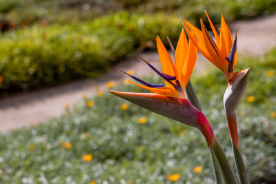 Close-up of orange flowering plant