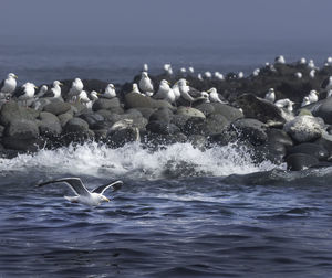 Seagulls on sea shore