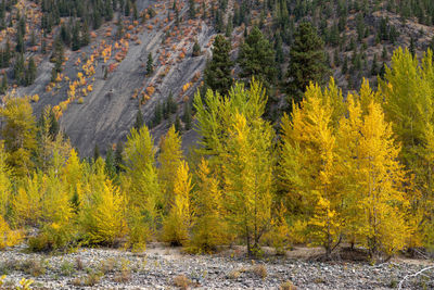 Pine trees in forest during autumn