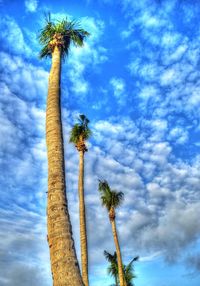 Low angle view of coconut palm trees against blue sky