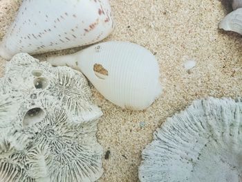 Close-up of seashell on sand