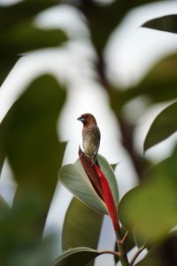 Close-up of scaly-breasted munia perching on branch