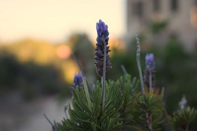 Close-up of purple flower