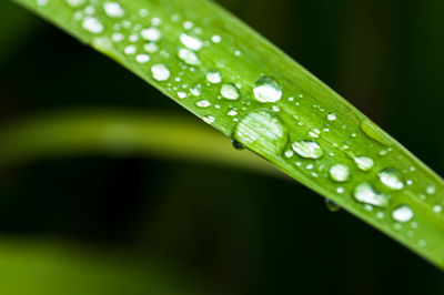 Close-up of wet leaf