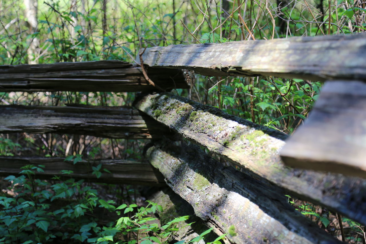 CLOSE-UP OF OLD WOOD