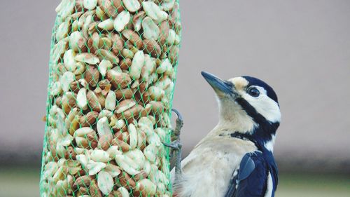 Close-up of bird perching on wood