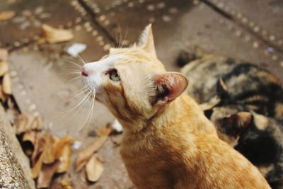 Close-up of a cat