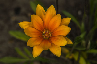 Close-up of yellow flower