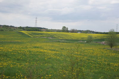 Scenic view of field against sky