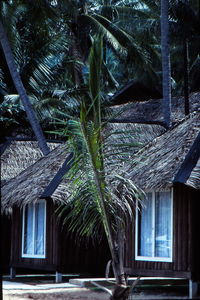 Beach huts and palm trees at beach