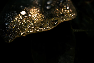 Close-up of raindrops on leaf