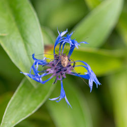 Close-up of insect on purple flower