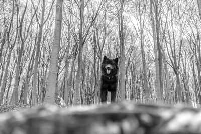 Portrait of cat on tree trunk in forest