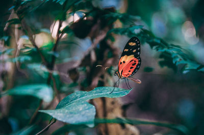 Close-up of butterfly pollinating flower