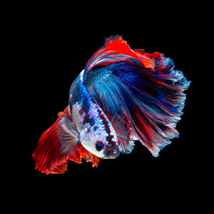 Close-up of fish swimming in sea