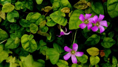 High angle view of plants and pink flowers growing in lawn