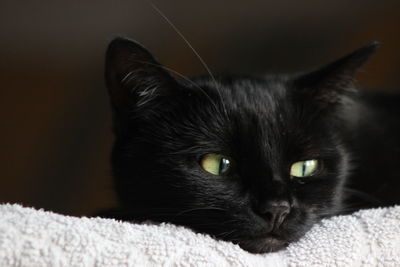 Close-up portrait of black cat